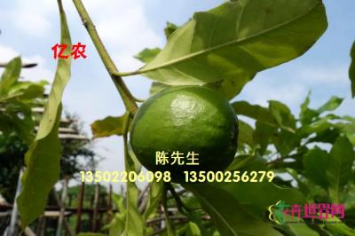 黄晶果苗