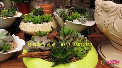 多肉植物