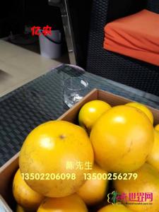 黄晶果苗