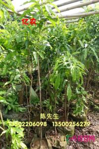 黄晶果苗