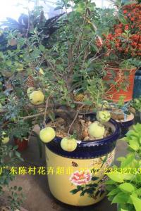 苹果树