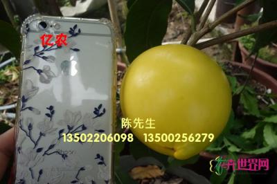 黄晶果苗